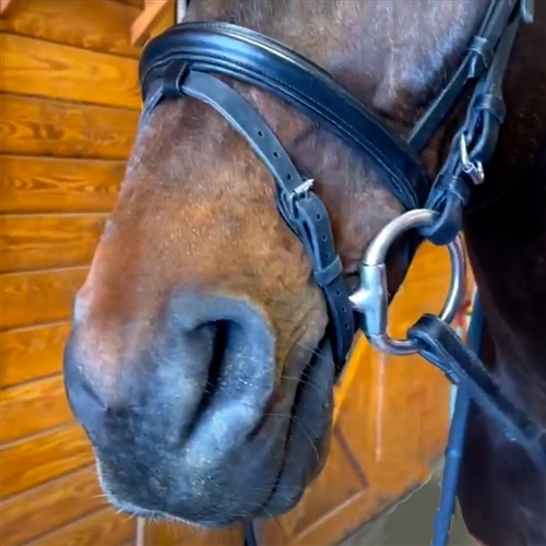 Nunn Finer Rubber English Equestrian Flash in Brown or Black